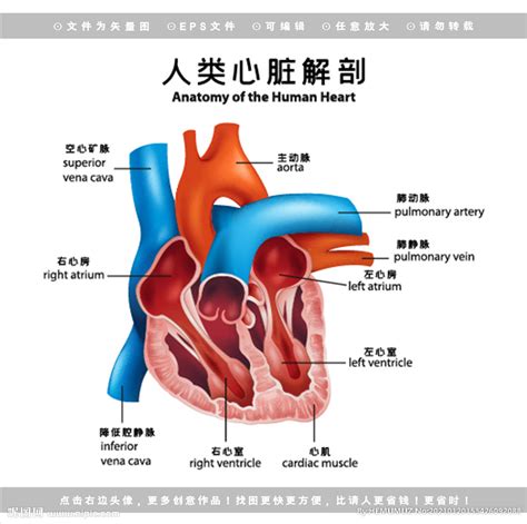 人的心臟位置|心脏（脊椎动物的中心器官）